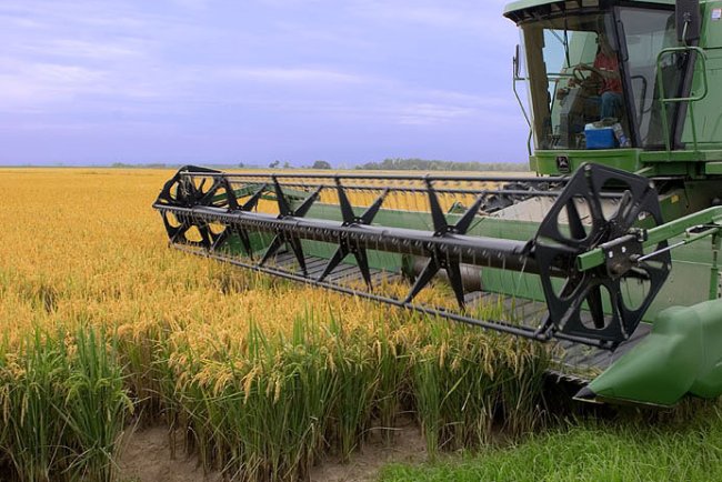 El Sector Arrocero en Paraguay: Resiliente Ante Desafíos Climáticos y con Prometedoras Perspectivas Económicas