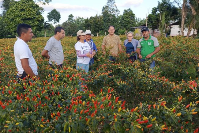 Exportación de Ají Picante a Estados Unidos: Una Nueva Oportunidad para la Agricultura Paraguaya
